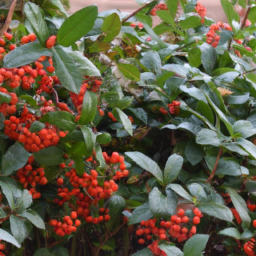 A bright green shrub with deep red and orange leaves in the fall and winter, small white flowers in the late spring and early summer, and bright red berries in the fall.