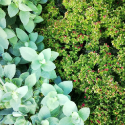 A close-up of a variety of green bushes, arranged in a decorative pattern.