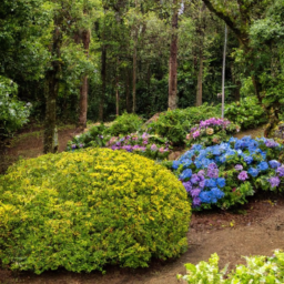 A lush garden with several colorful hydrangeas planted in the center, surrounded by other plants and trees.